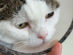 -喵园·猫主题咖啡厅·撸猫·猫咖(国贸店)