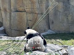 -上海野生动物园