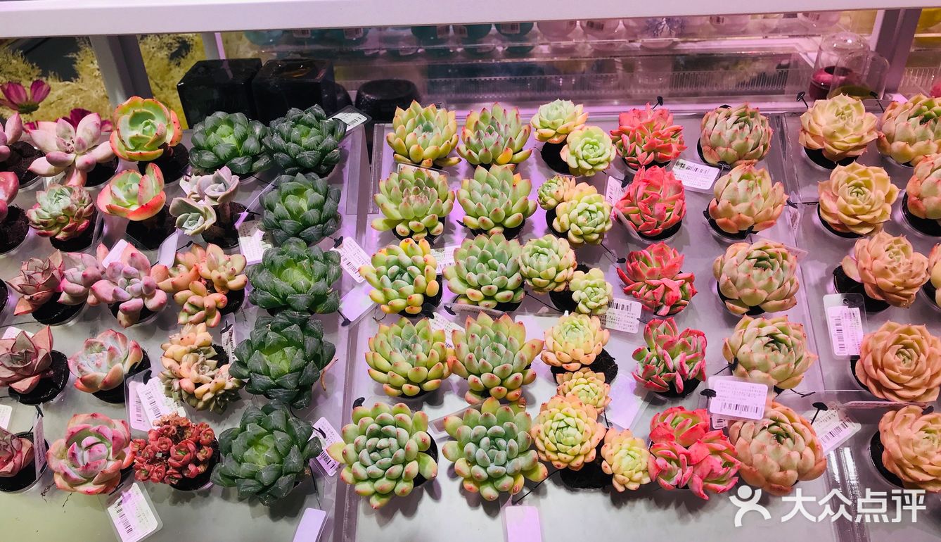 真实评价网红店，仅适合拍照，购物一般