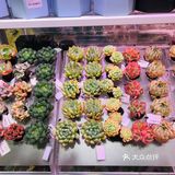 真实评价网红店，仅适合拍照，购物一般