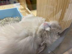 -屋虎猫馆(宝安大仟里店)