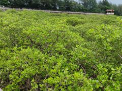 -北海金海湾红树林生态旅游区