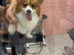 -FAELING PETS美天灵宠物(合生汇店)