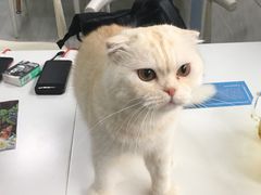 -喵的天空名猫咖啡馆·撸猫·猫舍·用品