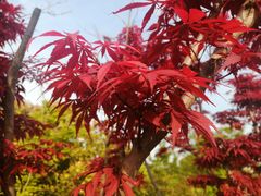 -西京湾花海
