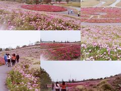 -花开海上生态园
