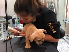 -momokira米努特·德文卷毛猫·棉花面纱犬