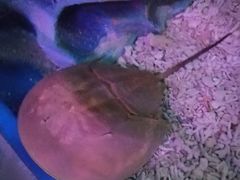 -青岛嘉年华主题乐园