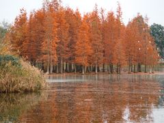 -白鹭湾湿地公园