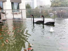 -行者书屋大堂吧 ·下午茶(南京圣和府邸酒店)