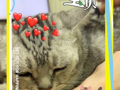 -瑞鹏宠物医院·骨科·猫科·内科(第一中心)