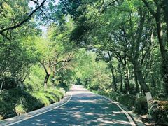 -南京老山国家森林公园