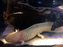 -悉尼海洋生物水族馆