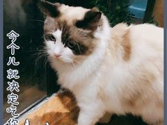 -猫小院猫主题餐厅(南锣旗舰店)
