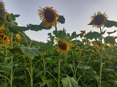 -长春公园(普阳街道)