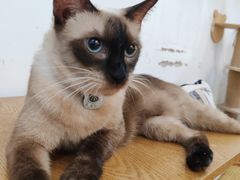 -李小姐の猫咖啡馆(五角场店)
