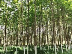 -桤木河湿地公园