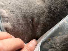 -艾贝尔宠物诊疗