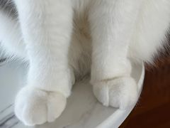 -Catmate·猫肥家润(金润铂宫店)