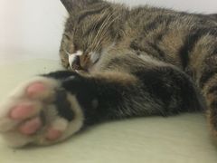 -宠爱国际动物医院· 猫科· 外科·中兽医(长白店)