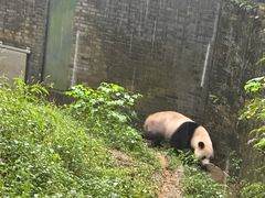 -都江堰中华大熊猫苑