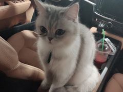 -安安宠医·安宠宠物医院