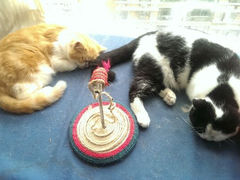android_upload_pic-猫咖时代(中山亭店)