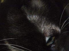 -瑞鹏瑞爱宠物医院·全科·猫科·血液透析中心(龙头寺店)