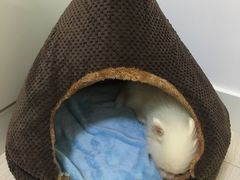 -睿金宠物医院·CT·肿瘤·骨外科