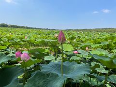 -西青郊野公园