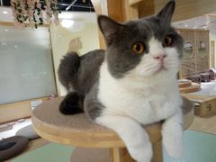-猫和宫(六道口店)