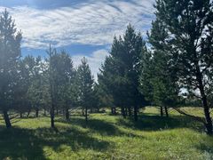 -塞罕坝国家级自然保护区