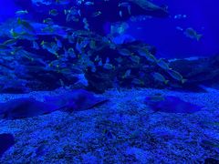 -海合安武汉极地海洋公园