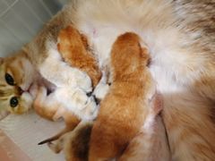 -70cat德文卷毛猫·缅因猫纯种猫舍