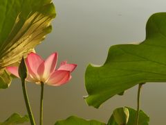 -丰台花园