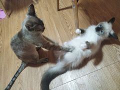 -李小姐の猫咖啡馆(五角场店)