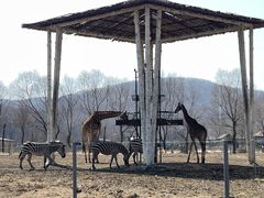 -哈尔滨北方森林动物园