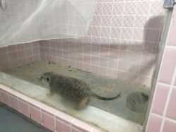 -Moni星球萌宠·小马宝莉·灵蛇·高端高阶全萌宠互动体验俱乐部(红豆国际广场店)