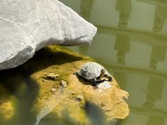 -观唐（国际）度假村温泉