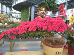 -南通洲际绿博园