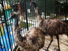 -上海崇明金茂凯悦酒店