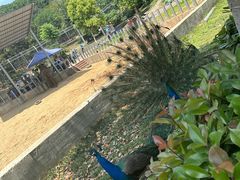 -安徽大青山野生动物世界