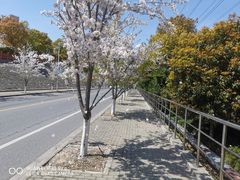 -高东镇樱花园