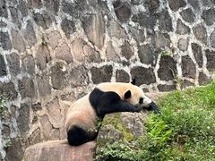 -都江堰中华大熊猫苑