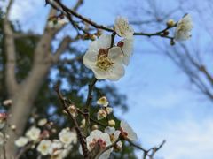 -新虹桥中心花园