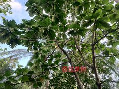 -七仙岭君澜度假酒店·桃源小馆中餐厅