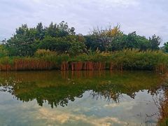 -福田红树林生态公园