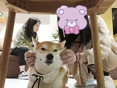 -柴务处·柴犬主题狗咖