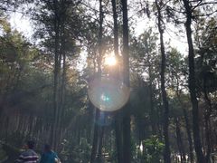 -铁山坪森林公园