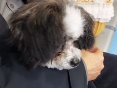 -天使宠物医院·犬猫分诊(彩虹店)